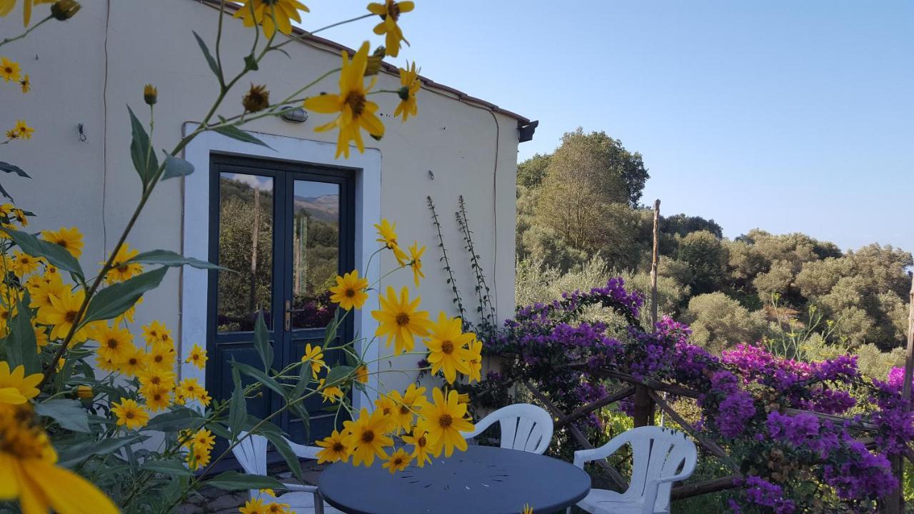 Gli Ulivi Agriturismo Сант'Анджелло Экстерьер фото