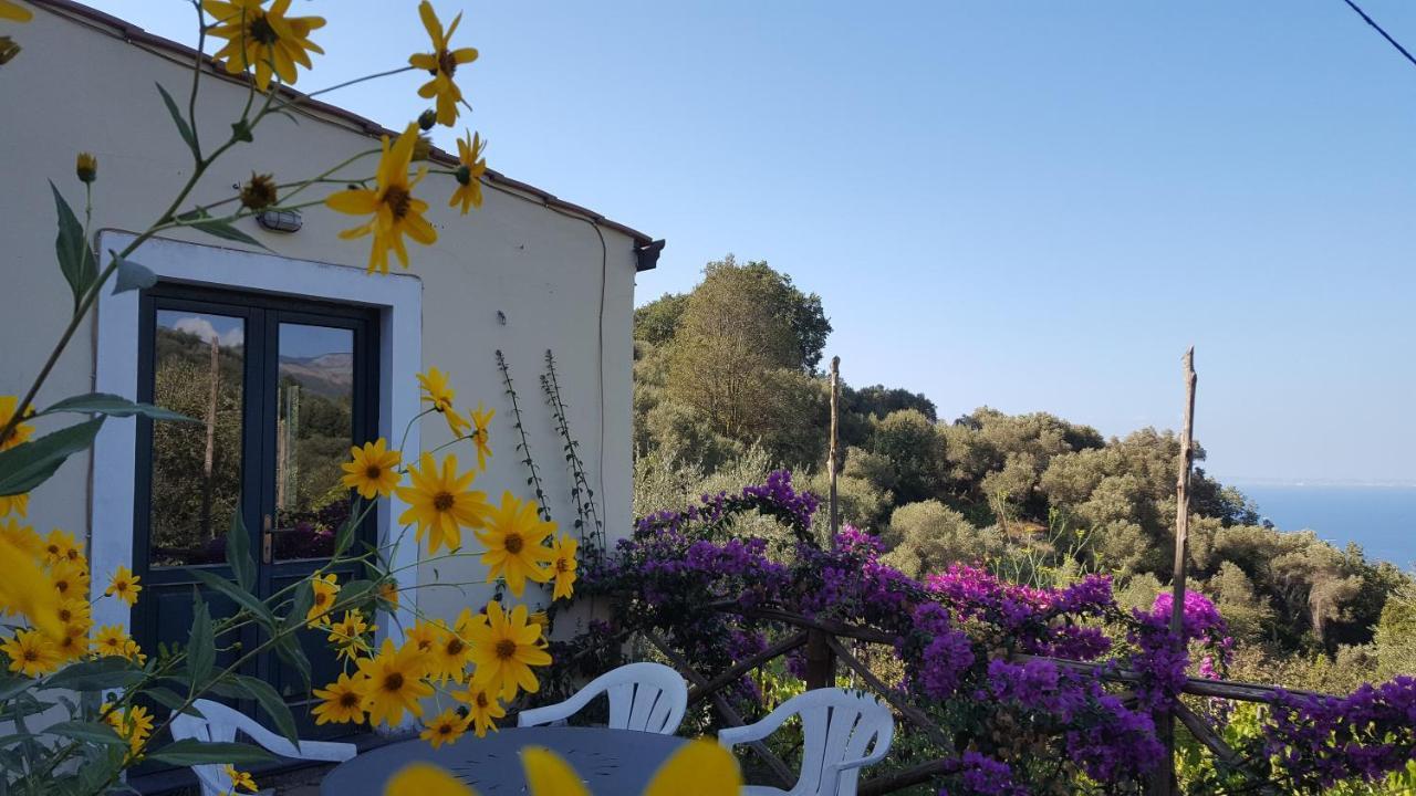 Gli Ulivi Agriturismo Сант'Анджелло Экстерьер фото