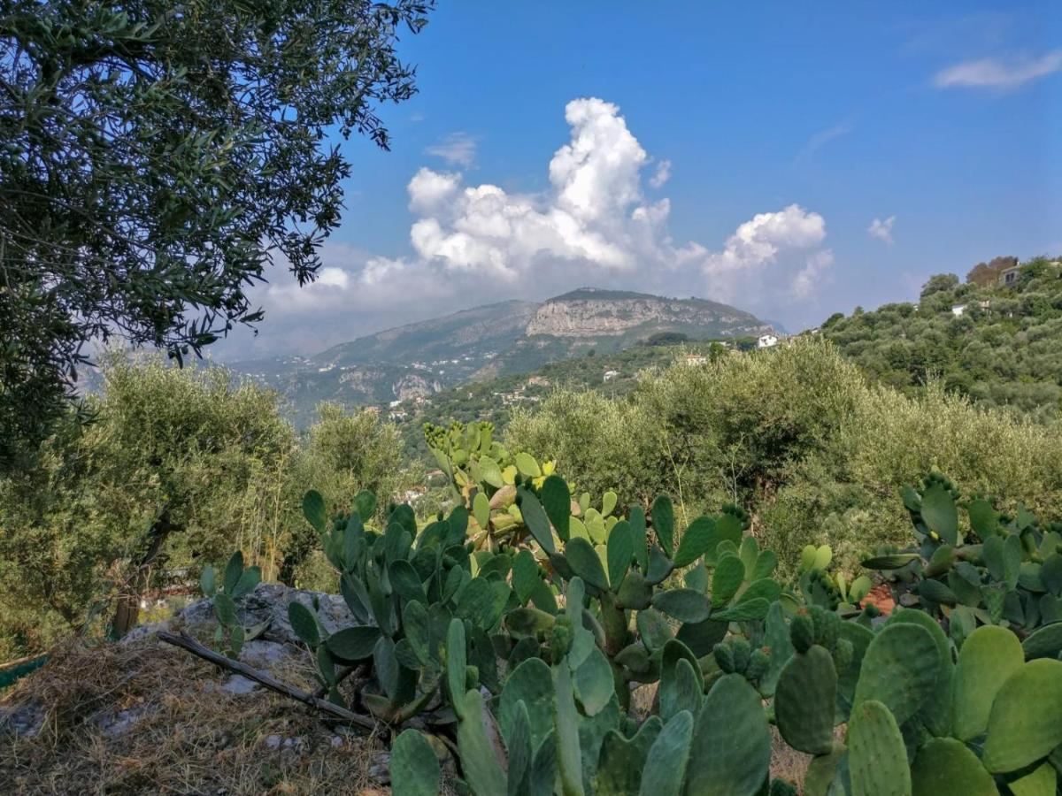 Gli Ulivi Agriturismo Сант'Анджелло Экстерьер фото